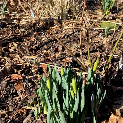 Olesia