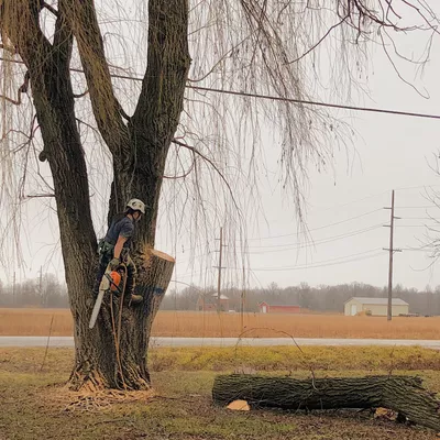Clemens Tree Service