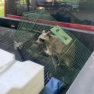 Pest eviction and wildlife removal