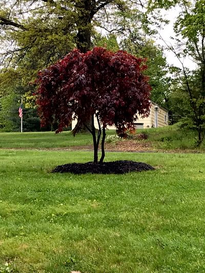 Edland landscaping LLC