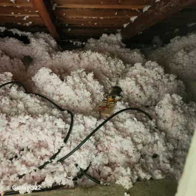 Rodent Pest Solutions