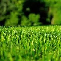 Lawn Boss
