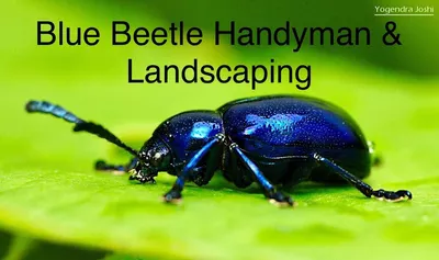 Blue Beetle Sanitation