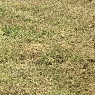East Coast Lawn Maintenance
