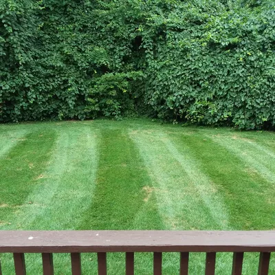 Matt's Miracle Lawn