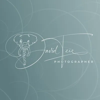 Elephant Serene Portraits