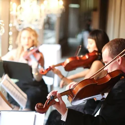 Organic String Quartet