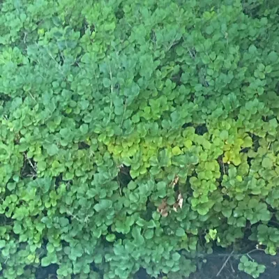 Trackside lawncare llc
