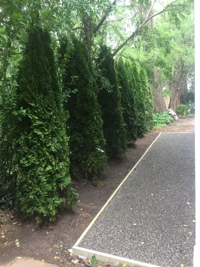 David landscape service