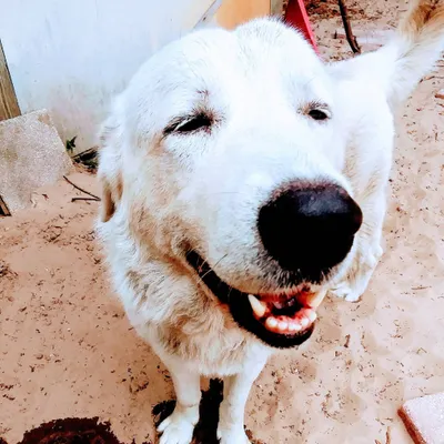 Love for dogs, chef for people