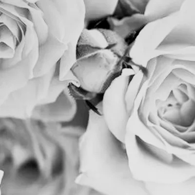 Beautifying ZONE