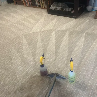 Organic choice carpet cleaning