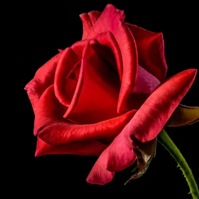 Rose LLC