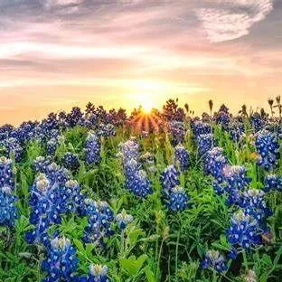 Bluebonnet Bar Service