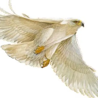 Águila Blanca Concrete
