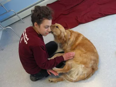 Canine Comfort