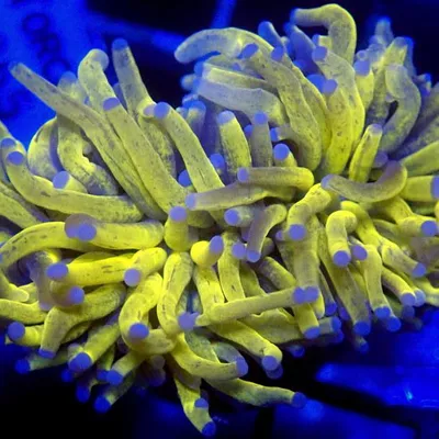 Aquarium Center