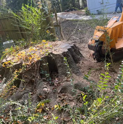 Coleman Stump Removal