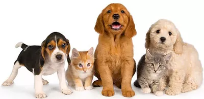 Kyle's Pet Care
