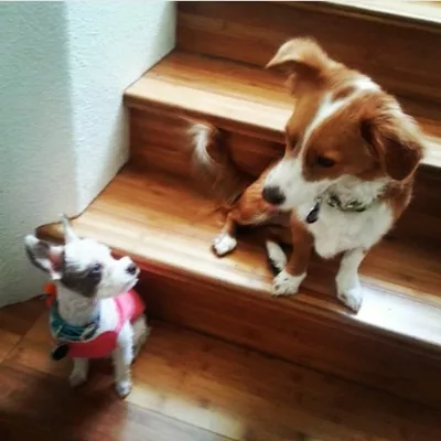 WOOFCARE