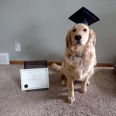 Crazy Dog Training