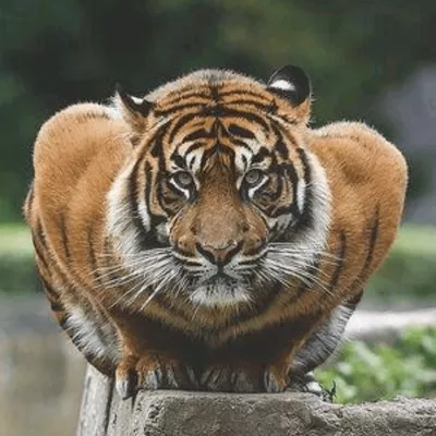 American Tiger Karate Academy