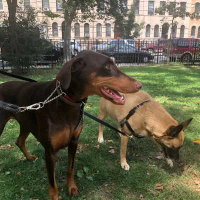 Wag N Walk
