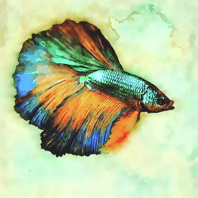 The Fish People