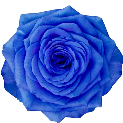 BlueChakra Studios:  Empowering Voices