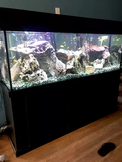 Triton Aquarium services