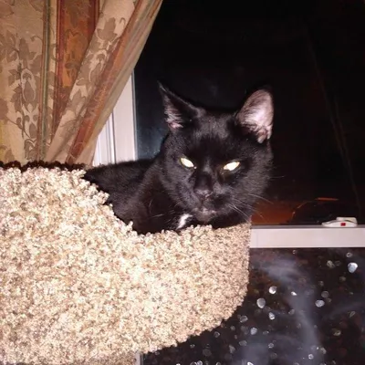 Leah's Pet & House Sitting Services