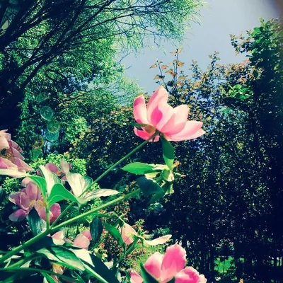 Beautiful Botanicals