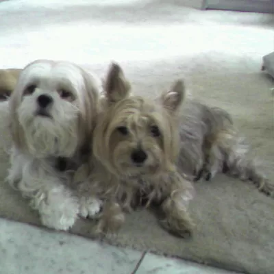 Tyler's Dog Grooming Services