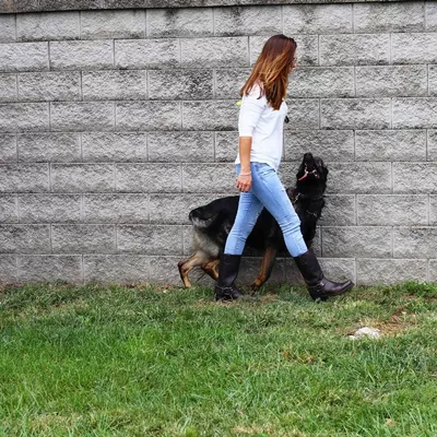 Kurtz K-9’s dog training