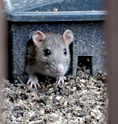 Complete Pest solution