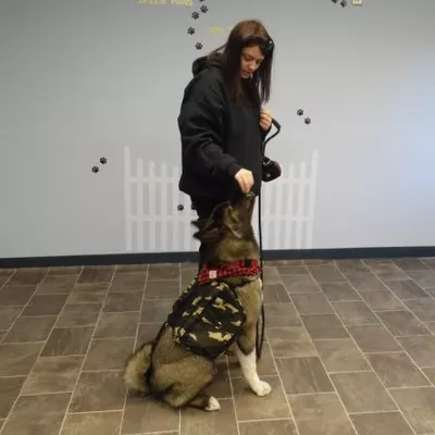 Jezzie Paws Dog Training - Marlborough MA