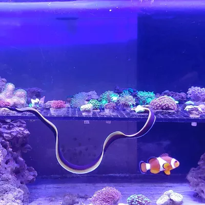 Bob's Aquatics