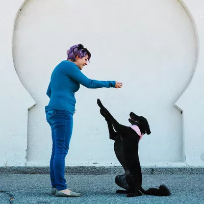 Puppy Training Solutions