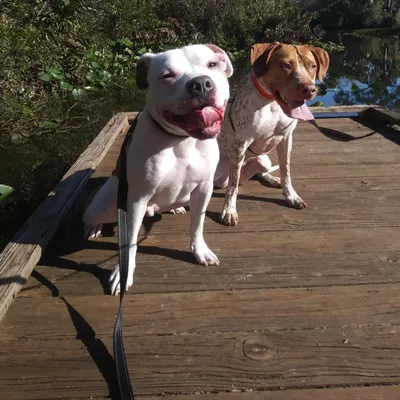 Dogs -N- Paws Dog Walking and Pet Sitting