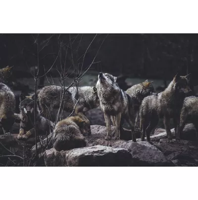 All Wolf Pack Countertops