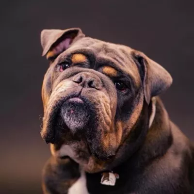 Back to Basics Dog Training