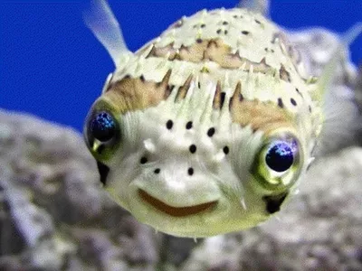 Aquarium Pros, LLC