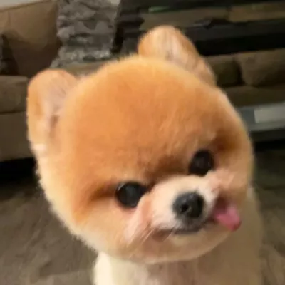 Woof Woof Meow Holistic