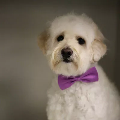 Groomer for hire
