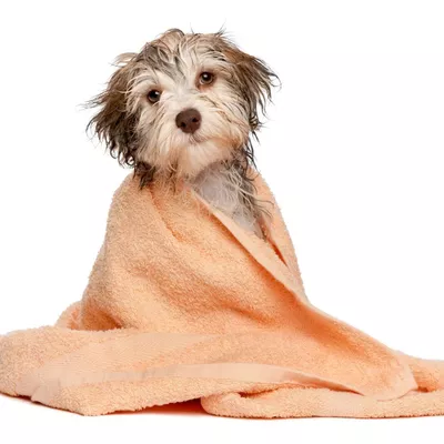 Pawsitively Clean Mobile LLC