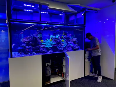 Diamond Aquatics
