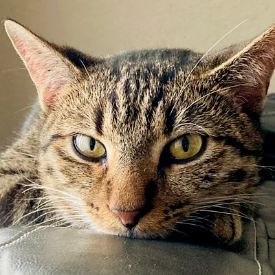 The Terrific Tabby