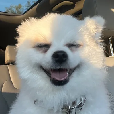 Pawsitivley Yours Pet Care