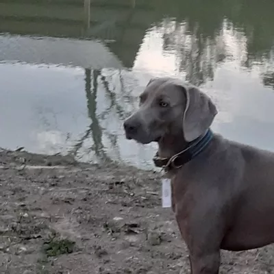 Posh Pets Wag Town
