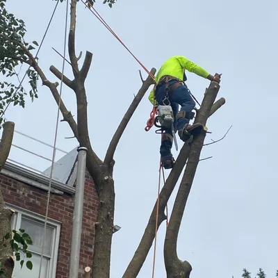 JK tree services